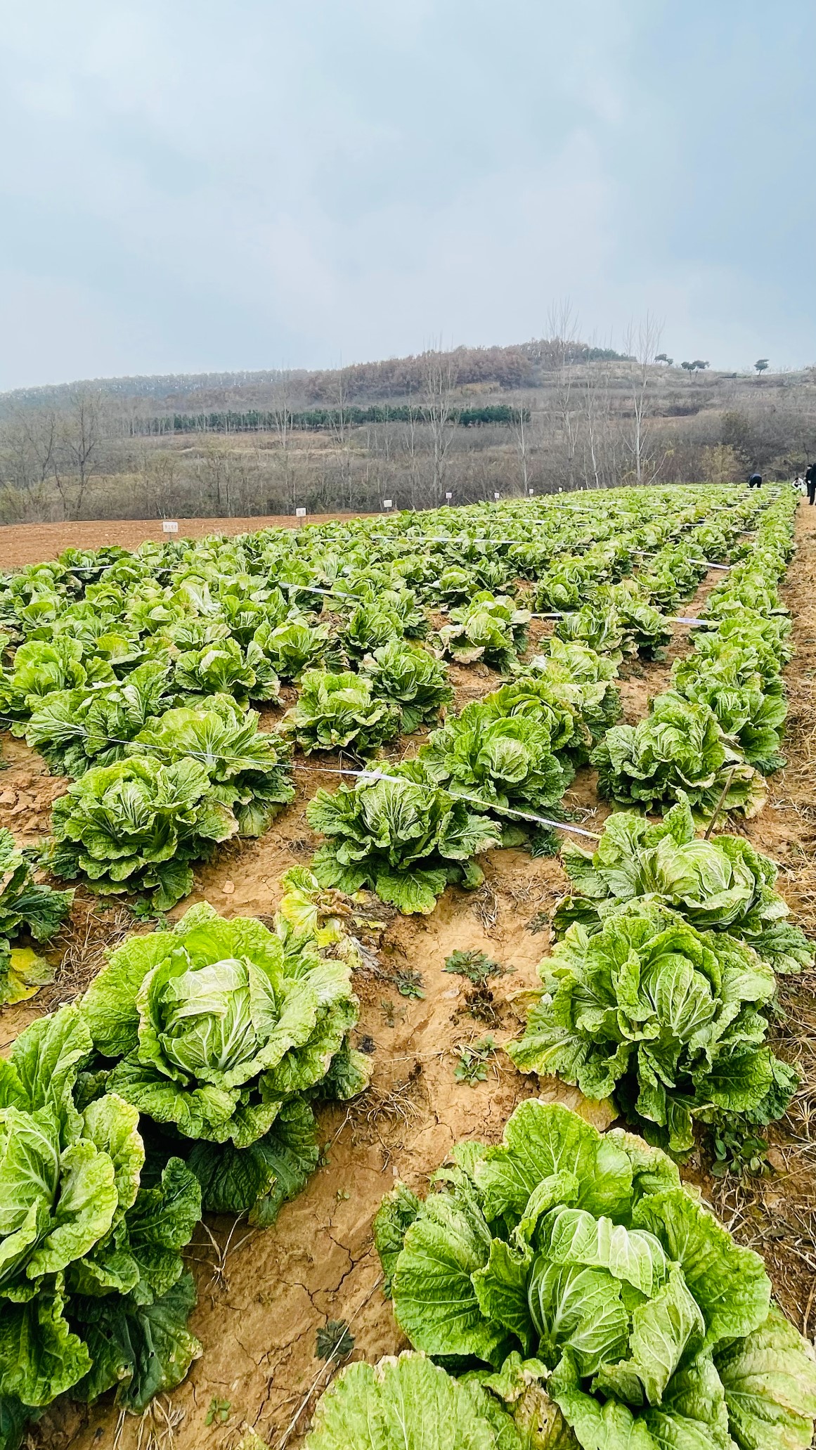 1638340491101903p69E.jpg 1111111111.jpg